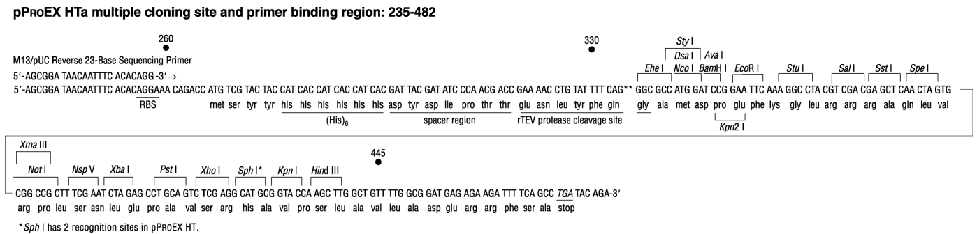 pProEX HTa多克隆位点 点击看大图 pProEX HTa多克隆位点